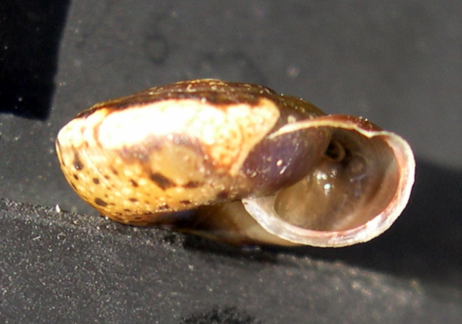 Urticicola umbrosa (Pfeiffer, 1828)